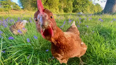 a brown chicken standing in a field of grass at MotoCamp Wales - Lodges in Dolgellau