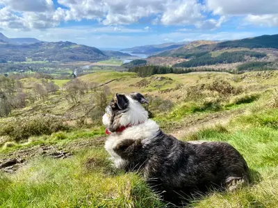 a dog sitting on a hill looking up at a valley at MotoCamp Wales - Lodges in Dolgellau