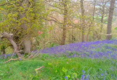 a field of bluebonnets in a forest with trees at Mortimer Trail B and B in Aymestrey