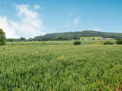 a field of green grass with a hill in the background at Violet Cottage in Hereford