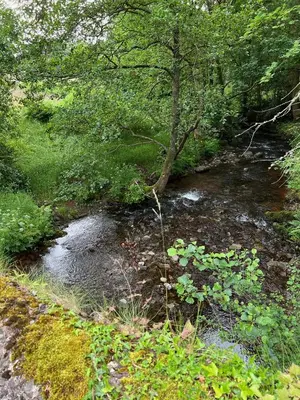 a stream in the middle of a forest with trees at Baddegai Holiday Cottage in Brecon