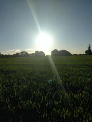 a field of green grass with the sun in the background at Marshpools Bed & Breakfast - Licensed near Weobley village in Weobley