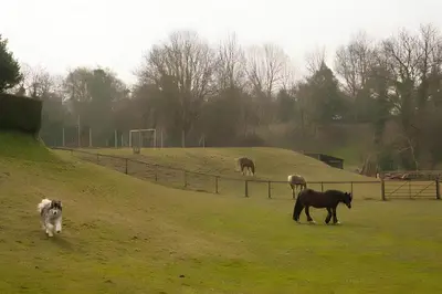 three horses and a dog grazing in a field at Pet-Friendly Logburner Horse Stable Views in Hay-on-Wye