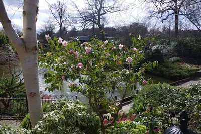 a tree with pink roses in a garden at Chandeliers 6 in Shrewsbury