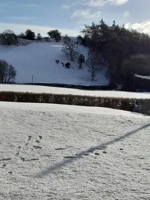 a snow covered field with footprints in the snow at The Hut B & B in Mochdre