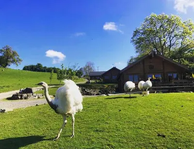 two white birds standing in the grass in front of a house at George Cabin - Log Cabin in Wales with Hot tub in Newtown