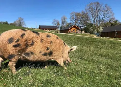a large pig grazing in a field of grass at Bothy Cabin -Log cabin in wales - with hot tub in Newtown