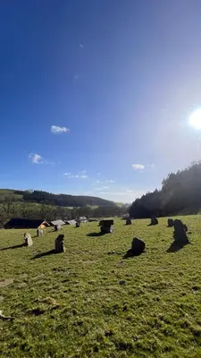 a group of animals laying in a field at Bothy Cabin -Log cabin in wales - with hot tub in Newtown