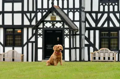 a dog sitting in front of a black and white building at Marrington Hall in Chirbury