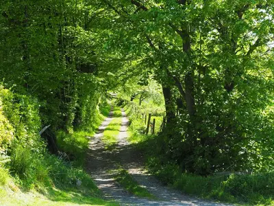 a dirt road with trees on either side at Ty Gwair - Uk41512 in Lampeter