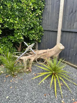 a tree branch laying on the ground near some plants at Holiday home, Tywyn, great location in Tywyn