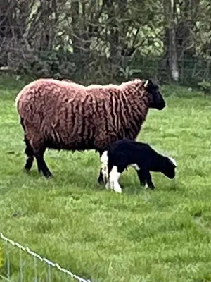 a sheep and a baby lamb standing in a field at Wye View Lodge, Hay View Lodges in Hereford