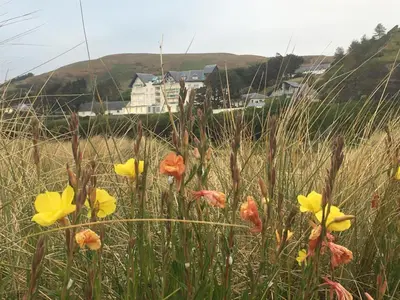 a field of flowers in the grass with a house in the background at Beautiful Aberdovey Seafront Apartment 2 in Aberdyfi