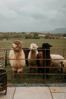 a group of sheep standing in a pen at Owl Hollow in Llansantffraid-ym-Mechain