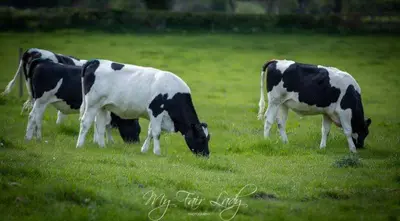 three cows grazing in a field of grass at Panteg in Llanrhaeadr-ym-Mochnant