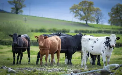 a group of cows standing next to a fence at The Prancing Pony in Llanrhaeadr-ym-Mochnant