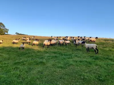 a herd of sheep grazing in a field of grass at The Hen Den in Ludlow