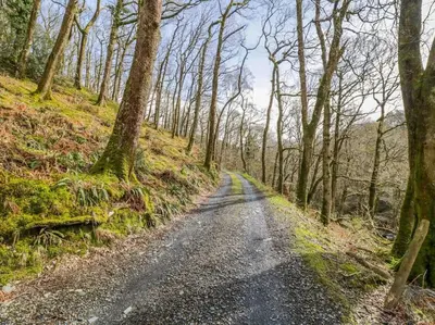 a dirt road in a wooded area with trees at Y Cwtch - Panoramic mountain views within Snowdonia's National Park - 4x4 only in Dolgellau