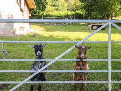 two goats are standing behind a fence at Pen Y Banc in Builth Wells