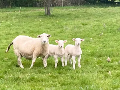 three sheep standing in a field of grass at Blackrock Barn in Clifford