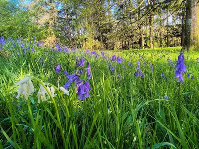 a field of purple and white flowers in the grass at Tranquil getaway near Brecon Beacons in Llandovery