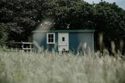 a small blue shed with a dog sitting in the window at Snowdonia Shepherds Hut + Hot Tub in Barmouth