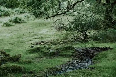 a stream in a field with a tree and grass at Willow Cabin & Hot Tub in Barmouth