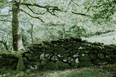 an old stone wall in the woods with a tree at Willow Cabin & Hot Tub in Barmouth