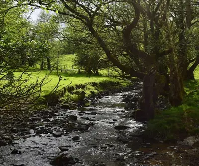 a stream in the middle of a field with trees at Quirky, Luxury Hideaway in Llanbrynmair