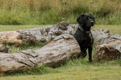 a black dog standing next to a log at Geodesic Dome Glamping in Llanidloes