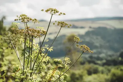a group of flowers on top of a mountain at Geodesic Dome Glamping in Llanidloes