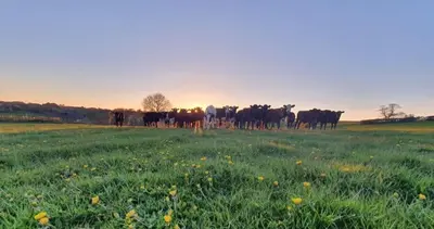 a herd of cows standing in a field at Odli Glamping - Aderyn in Welshpool