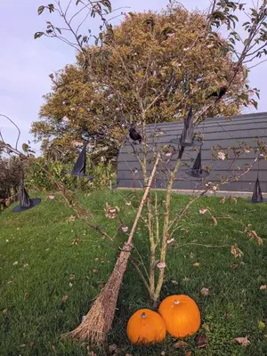 two pumpkins sitting next to a tree in the grass at Odli Glamping - Aderyn in Welshpool