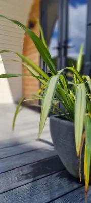 a potted plant sitting on top of a wooden table at Eastridge Glamping Pods in Shrewsbury