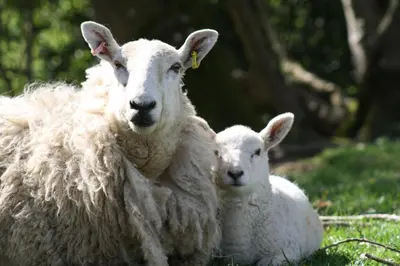 two sheep laying in the grass in a field at Kettle Tree Cabin in Welshpool