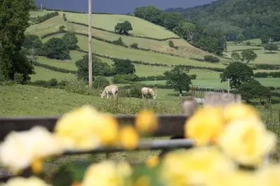 two sheep grazing in a field of green grass at Kettle Tree Cabin in Welshpool