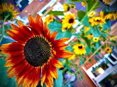 a close up of a large red sunflower in a garden at Countryside in the Town. in Harlescott