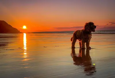 a dog standing on the beach at sunset at Lovely cottage in Snowdonia, private hot tub, by mountains & award winning beach in Fairbourne