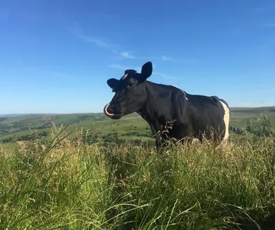 a black cow standing in a field of grass at Luxury Lodge In The Treetops in Llanbrynmair