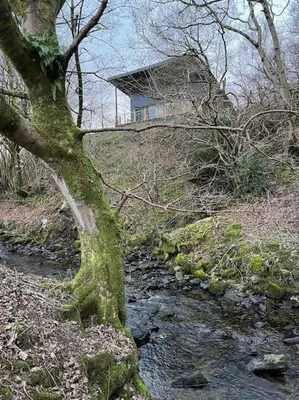 a tree with moss on it next to a stream at Luxury Lodge In The Treetops in Llanbrynmair