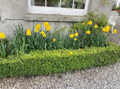 a garden of yellow flowers in front of a window at Top Floor at Cantref House in Brecon