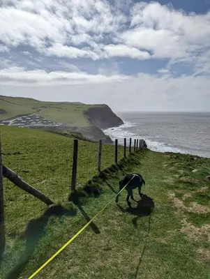 a dog walking along a fence near the ocean at Peacehaven, Ynyslas, Borth in Borth