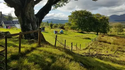 a tree in a field with a fence at Grade II Lodge House 2 Bedroom in Trawsfynydd