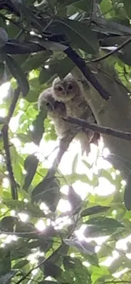 a monkey is sitting on a tree branch at Willowdene shepherds hut in Oswestry
