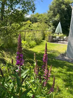 a garden with purple flowers in the grass at Tranquil 1 bedroom cottage 15 mins drive to sea in Mydroilin