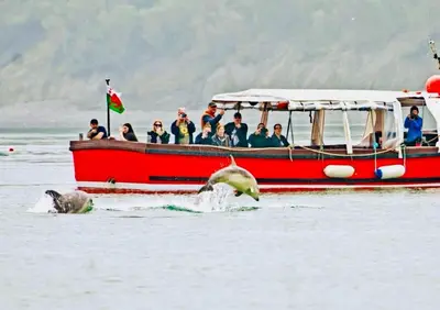 a group of people on a boat with two elephants in the water at Gorwel, Spacious 3 Bedroom Cottage near the Beach in Llanarth